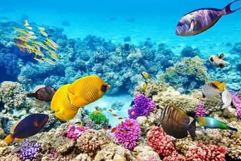 Red Sea Day tour (Ain Sokhna)