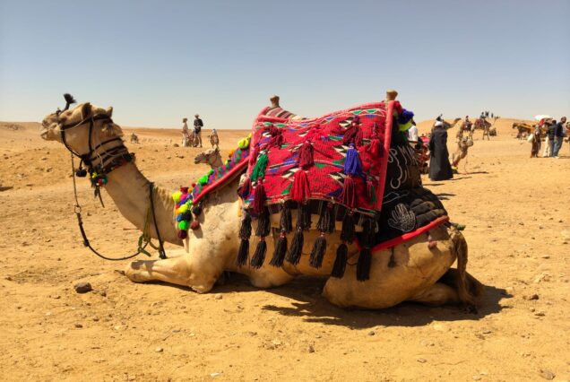 Camel riding & horse riding + quad tour around the pyramids