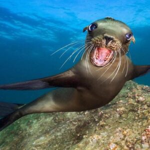 Dolphin and seals show